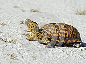 Box Turtle