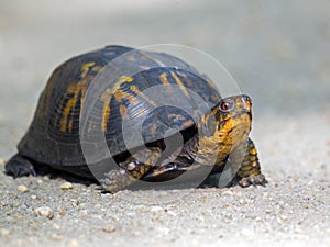 Box Turtle