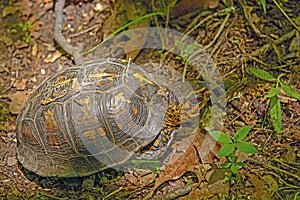 Box Turtle in a Deciduous Forest