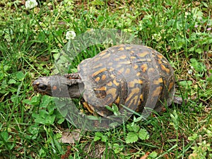 Box Turtle in Grass, Ocean View, Delaware