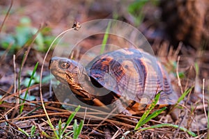 Box turtle on the ground looking at the camera