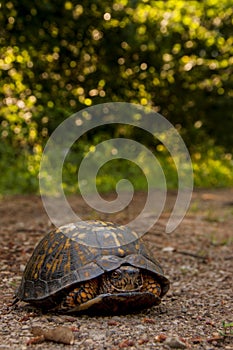 Box Turtle