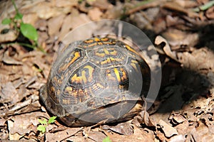 Box turtle