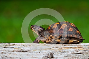 Box turtle looking to escape from a log