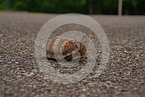 Box turtle in the middle of a road.