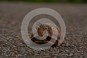 Box turtle in the middle of a road.