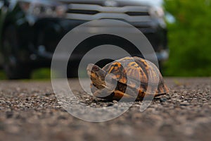 Box turtle in the middle of a road.