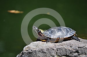 Box Turtle Sunning on a Rock