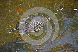 box turtle swimming in a pond