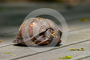 Box Turtle Terrapene carolina