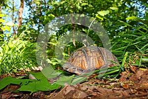 Box Turtle (Terrapene carolina)