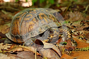 Box Turtle (Terrapene carolina)