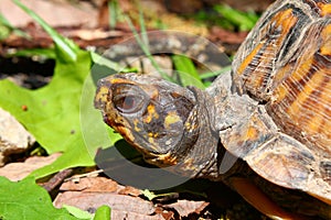 Box Turtle (Terrapene carolina)