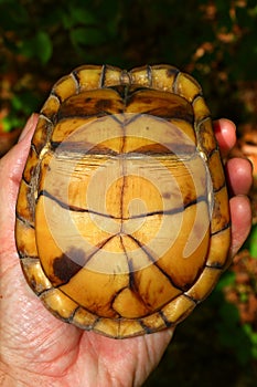 Box Turtle (Terrapene carolina) photo