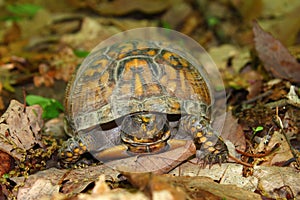 Box Turtle (Terrapene carolina)