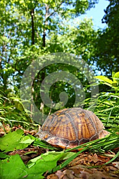 Box Turtle (Terrapene carolina) photo