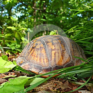 Box Turtle (Terrapene carolina) photo