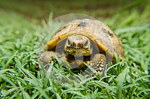 Box Turtle