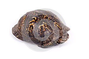 Box turtle on white background