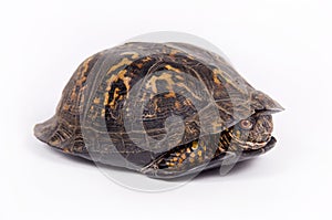 Box turtle on white background