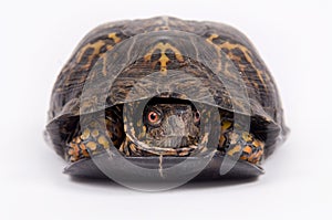 Box turtle on white background