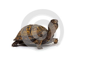 Box turtle on white background