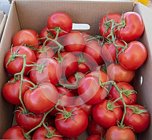 Box of vine ripe red tomatoes juicy and bursting with flavor