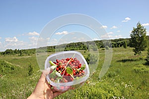 Box of wild strawberry