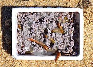 Box of Worms Fishing Bait