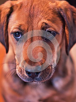 Boxador Puppy Looking Cute - Labrador Boxer Mix