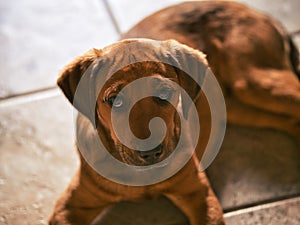 Boxador Puppy Looking Cute - Labrador Boxer Mix