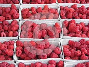 Boxed raspberries photo