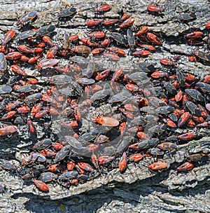 Boxelder bug Boisea trivittata infestation