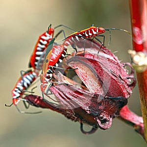 Boxelder Bug
