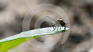 Boxelder bug on the leaf of a grass