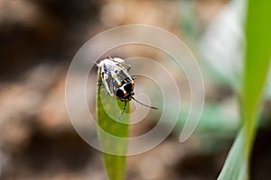 Boxelder bug on the leaf of a grass