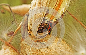 Boxelder bug on a milkweed