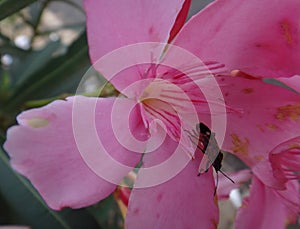 Boxelder bug in oleander flower