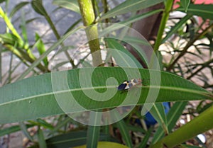 Boxelder bug in oleander leaf