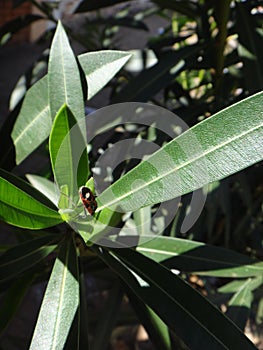 Boxelder bug in oleander plant