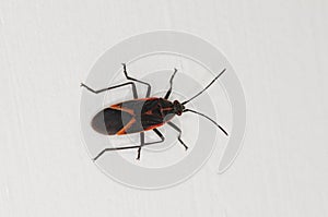 Boxelder bug on the side of a house