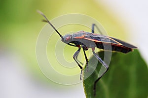 Boxelder bug