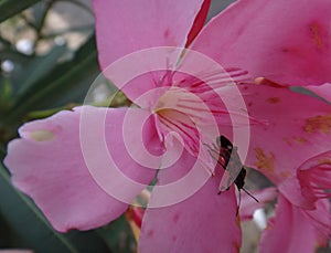 Boxelder bug in oleander flower photo