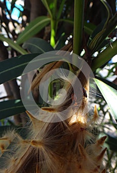 Elder bug nymph in oleander pod