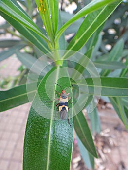Boxelder bug in oleander plant photo
