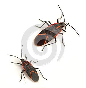 Boxelder Bugs