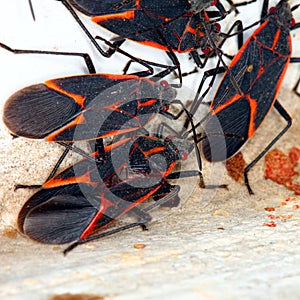 Boxelder Bugs (Boisea trivittata) in Illinois