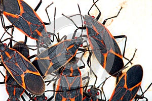 Boxelder Bugs (Boisea trivittata) in Illinois