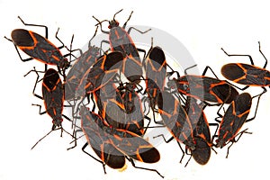 Boxelder Bugs (Boisea trivittata) in Illinois photo