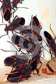 Boxelder Bugs (Boisea trivittata) in Illinois